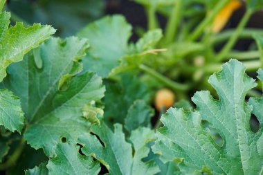 Serada büyük yeşil bir kabak yaprağı. Bir serada kabak çalısı üzerinde yetişen bir yaprak..