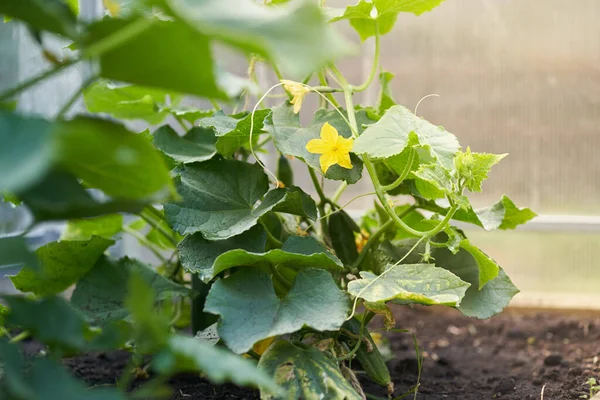 Plantas jovens, pepinos floridos no sol, close-up em um fundo de folhas verdes. Pepinos jovens em um ramo na estufa Imagens De Bancos De Imagens Sem Royalties