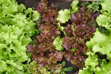 Yukarıdan yakından bak. Bahçe yatağında yeşillik ve kırmızı marul yetiştiriyor. Bahçe işleri için arka plan, açık alanda salata bitkileri..