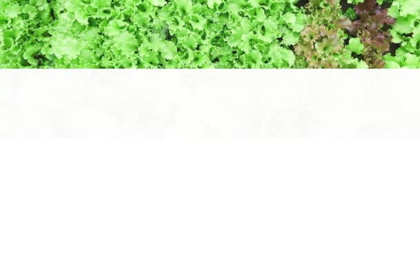 Collage, bovenaanzicht. Groeiende groene en rode bladsla, basilicum in de tuin. Achtergrond voor tuinieren met salade planten in de volle grond. — Stockvideo