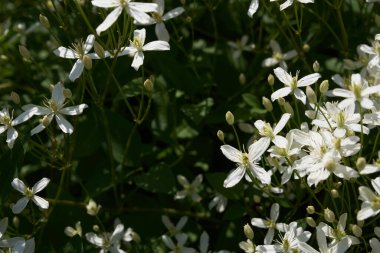 Küçük beyaz kokulu klematis çiçekleri dikleşir ya da yaz bahçesinde yakın plan klematis flammula. Çiçek doğal arka plan