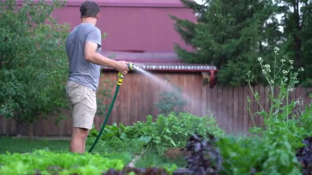 Un homme asperge le jardin de plantes d'extérieur. Pulvérisation jet d'eau en plein jour. Jardinage et concept de passe-temps — Video