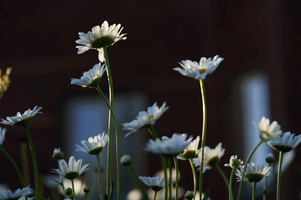 Close-up van weidekamillebloemen, tegen de achtergrond van een donkerbruin houten huis. Een luchtig artistiek beeld.Ruimte om te kopiëren. — Stockfoto