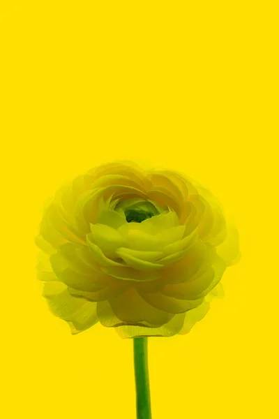 A large yellow ranunculus flower on a yellow background.Isolated Asian buttercup on a perfectly yellow background. Layout for a design with space to copy — ストック写真