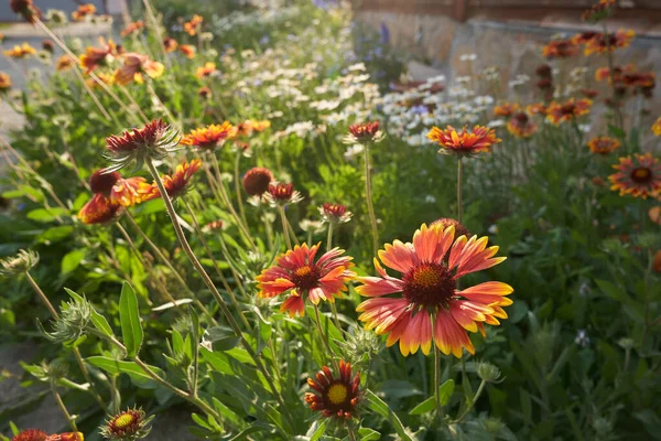 Jardín de flores perennes de Gaillardia. En una cama de flores cerca de la casa en un día soleado. — Foto de Stock