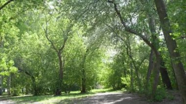 Şiddetli bir rüzgar sırasında bir sürü ağaç. Büyük elma ağaçları rüzgarda sallanıyor, birçok beyaz taç yaprakları yere doğru uçuyor.