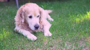 Saf bir Labrador av köpeği güneşli bir yaz gününde yerde yatar. Ağaçların gölgesinde dinlenirler.