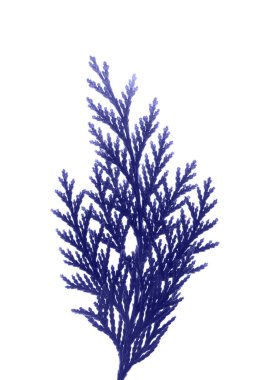 Thuja 'nın kolu batının morudur. İlaç bitkileri. Üst Manzara. Beyaz bir arkaplanda izole edilmiş.