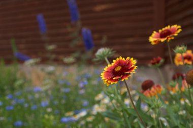 Gaillardia 'nın Ebedi Bahçesi Çiçekleri. Güneşli bir günde, evin yakınındaki bir çiçek tarhında.