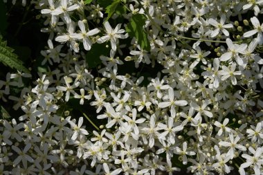 Küçük beyaz kokulu klematis çiçekleri dikleşir ya da yaz bahçesinde yakın plan klematis flammula. Çiçek doğal arka plan
