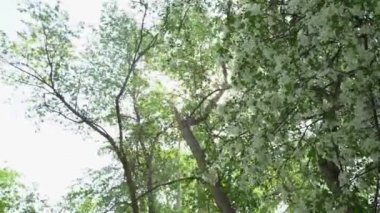 Aşağıdan yakın çekim. Büyük çiçek açan elma ağaçları rüzgarda duruyor, beyaz yapraklar yere doğru uçuyor.