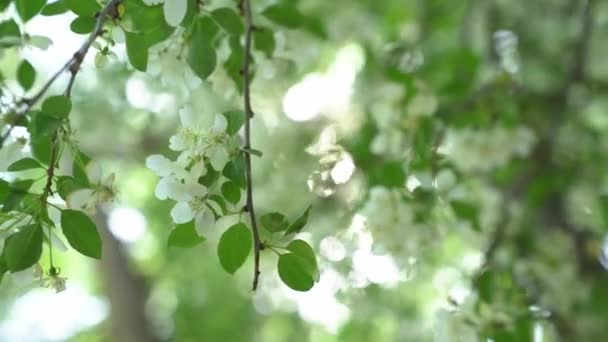 リンゴの木の枝のクローズアップ。風に白い花弁の咲くリンゴの木の枝. — ストック動画