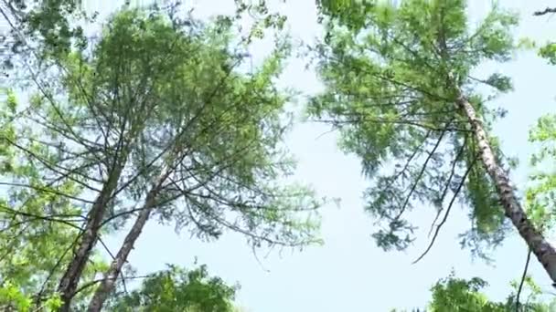 Березы качаются на ветру. Зеленые короны деревьев на фоне неба. Вид на небо сквозь деревья снизу — стоковое видео