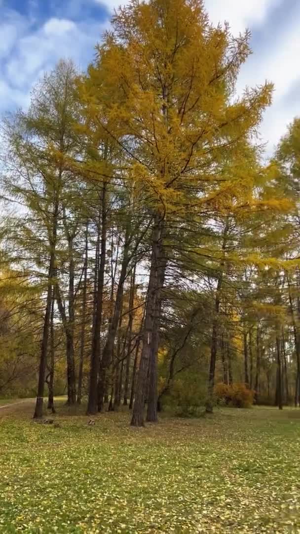 Ormanda sonbahar ağaçlarıyla dolu güzel bir açıklık. Ağaçların taçlarının ve ekseninin etrafındaki mavi gökyüzünün alt görüntüsü. — Stok video