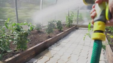 Basınç altında bir adam, çiçek tarlasına sulu bir solüsyon seradaki bitkilerle püskürtür. Bahçe konsepti