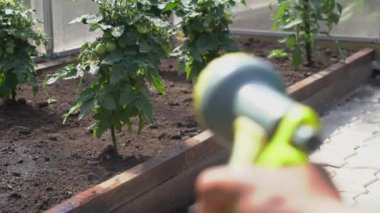 Basınç altında bir adamın eli, seradaki bitkilerle dolu bir çiçek tarlasına sulu bir solüsyon püskürtür. Bahçe konsepti