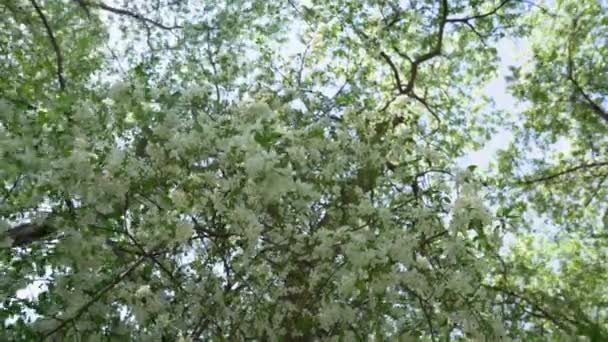 Van onderaf bekeken. Grote bloeiende appelbomen staan in de wind, witte bloemblaadjes vliegen naar de grond — Stockvideo