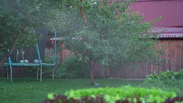 Bei Sonnenuntergang im Garten aus einer Sprinkleranlage gießen. Garten- und Hobbykonzept — Stockvideo