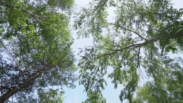 Una vista de un abedul con una corona verde desde abajo. Coronas verdes de árboles contra el cielo. Vista del cielo a través de los árboles desde abajo — Vídeos de Stock