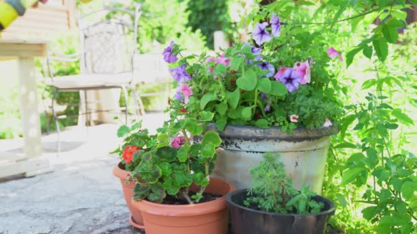 Une main de femme sous pression pulvérise une solution aqueuse sur des pots de fleurs. Parterres de fleurs avec des fleurs de pétunia près de la maison. Concept de jardinage — Video