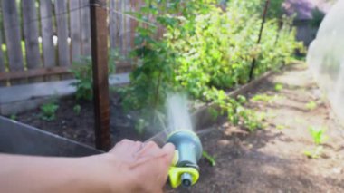 Bir adam, basınç altında bir bitkinin köklerine sulu bir solüsyon püskürtüyor. Bahçede ahududu çalısı suluyorum. Bahçe konsepti