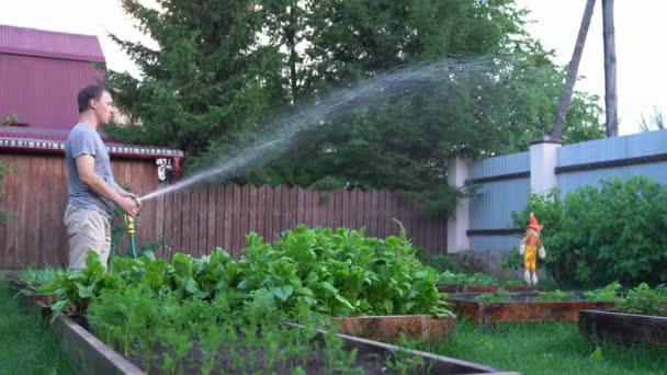 人は庭の植物のベッドの圧力の下で水溶液を噴霧する。水圧を変えるんだ。園芸の概念 — ストック動画