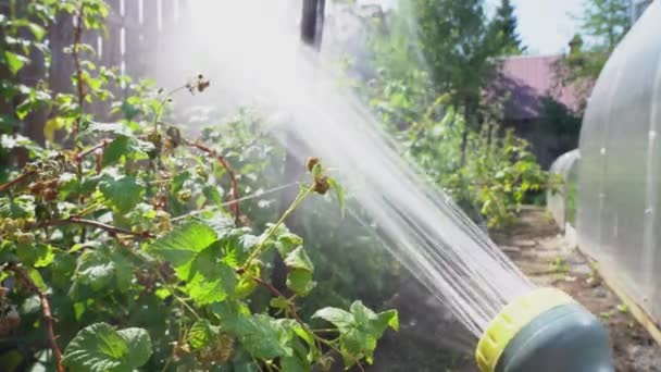 圧力下の人間の手のクローズアップは、温室内の植物と花壇に水溶液を噴霧します。園芸の概念 — ストック動画