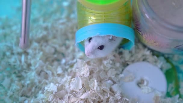 Een Dzungarian hamster komt uit een plastic tunnel in een kooi. Het concept om huisdieren thuis te houden, het concept van zorgzame en liefhebbende dieren. — Stockvideo