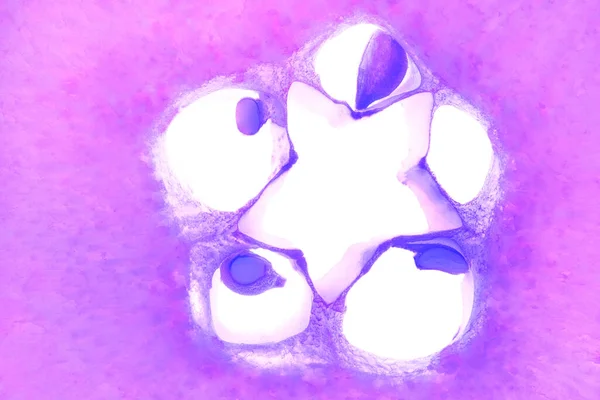 Macro fotografie van een in tweeën gesneden paarse kweepeer. In de lengterichting bevindt zich de vorm van een ster. Een rond stuk fruit met pitten binnenin. — Stockfoto