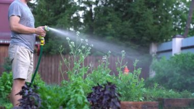 Baskı altındaki bir adam çiçek tarlasına su solüsyonu püskürtür. Bahçe konsepti