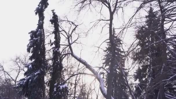 Un bosque cubierto de nieve desde abajo hacia arriba, iluminado por el crepúsculo. Fondo nevado de invierno con un callejón de árboles desnudos — Vídeos de Stock