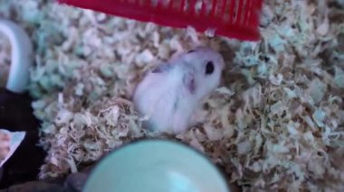 Dzungarian hamsterı bir kafeste tahta talaş içinde oturuyor. Evcil hayvan besleme kavramı, evcil hayvanları sevme kavramı..