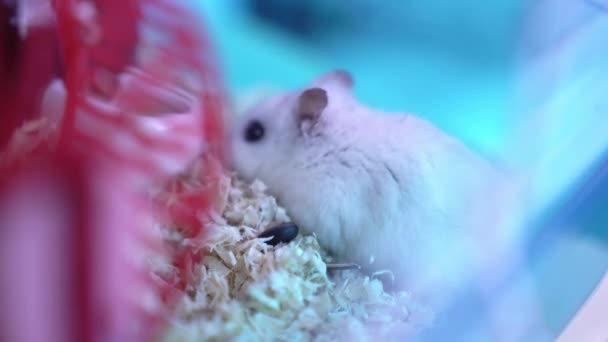 Dzungarian hamsterı bir kafeste tahta talaş içinde oturuyor. Evcil hayvan besleme kavramı, evcil hayvanları sevme kavramı.. — Stok video