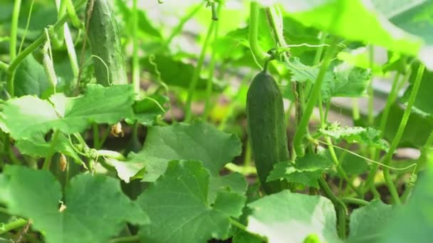 Jonge planten, bloeiende komkommers in een kas, close-up op een achtergrond van groene bladeren. Jonge komkommers op een tak in een kas — Stockvideo