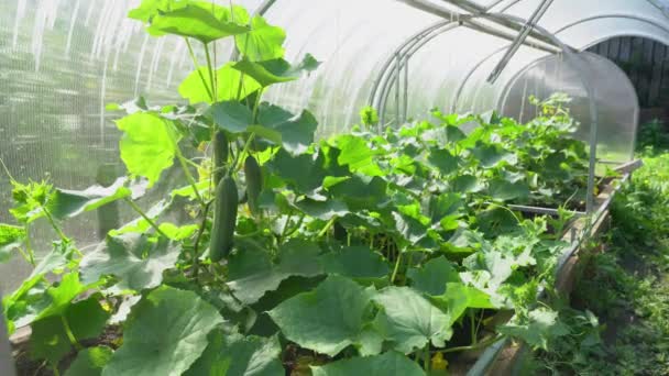 Coltivare cetrioli biologici senza sostanze chimiche e pesticidi in una serra in una fattoria. Il concetto di forma organica, giardinaggio perfetto — Video Stock