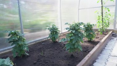 Organik tarım, serada büyüyen taze domates bitkileri. Serada yeşil domatesli kiraz domatesleri.