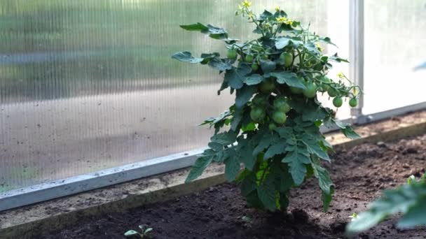 Ekologiskt jordbruk, som odlar unga tomatplantor i ett växthus. Körsbärstomater med gröna tomater i växthuset. — Stockvideo