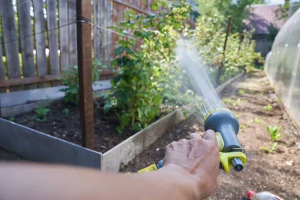 Bir adam, basınç altında bitkilere sulu bir solüsyon püskürtüyor. Bahçede ahududu çalısı suluyorum. Bahçe konsepti — Stok fotoğraf