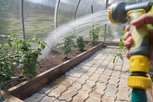 Basınç altında bir adamın eli, seradaki bitkilerle dolu bir çiçek tarlasına sulu bir solüsyon püskürtür. Bahçe konsepti — Stok fotoğraf