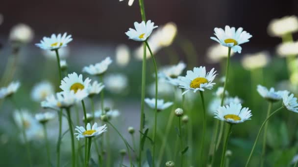 Prachtig veld, weidekamille bloemen, natuurlijk landschap. Een luchtig artistiek beeld. — Stockvideo