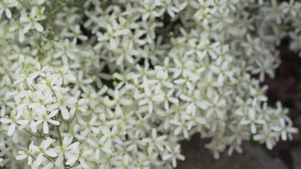 Невеликі білі ароматні квіти клематису прямостоячі або клематисові фламули в літньому саду впритул. Квітковий природний фон — стокове відео