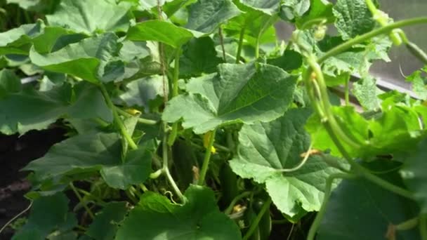 Las plantas jóvenes, los pepinos que florecen en el invernadero, el primer plano sobre el fondo de las hojas verdes. Los pepinos jóvenes sobre la rama en el invernadero — Vídeos de Stock