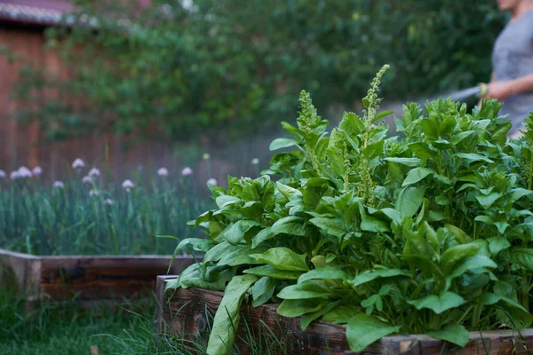 Close-up van een groene basilicum groeiend op een bloembed in de tuin, zijaanzicht. Geurig kruiden groeit in de tuin. Jonge, vers geteelde basilicum. — Stockfoto