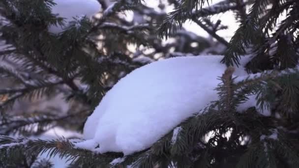 Primer plano de una rama de abeto perenne en la nieve en un día de invierno al aire libre. Hermoso paisaje con abetos cubiertos de nieve. — Vídeo de stock