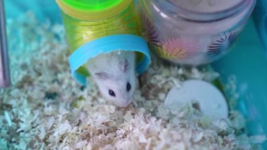 Bir Dzungarian hamsterı plastik bir tünelden bir kafesin içinde çıkar. Evcil hayvanları evde tutma kavramı, hayvanları önemseme ve sevme kavramı..
