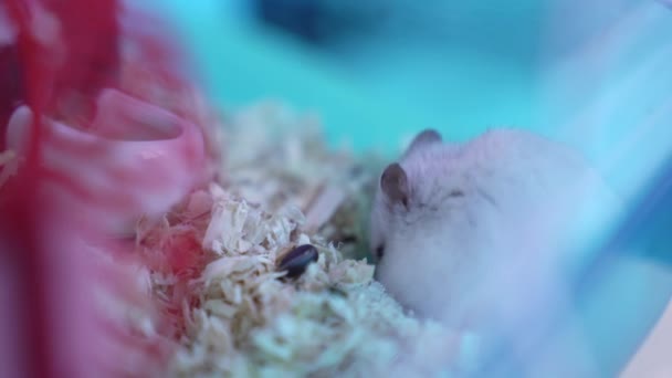 Den Dzungarian hamstern sitter i en träsågspån, i en bur. Begreppet att hålla husdjur hemma, begreppet omtänksamma och kärleksfulla djur. — Stockvideo