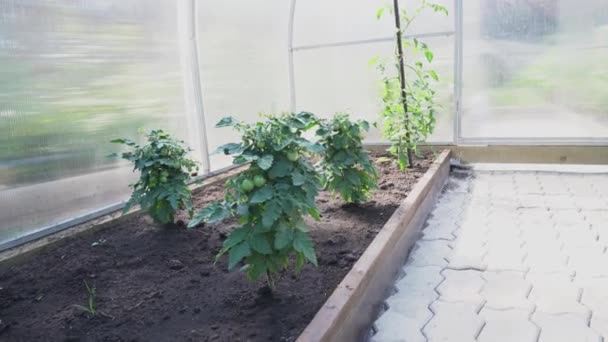 Agricultura ecológica, cultivando plantas jóvenes de tomate en un invernadero. Tomates cherry con tomates verdes en el invernadero. — Vídeos de Stock