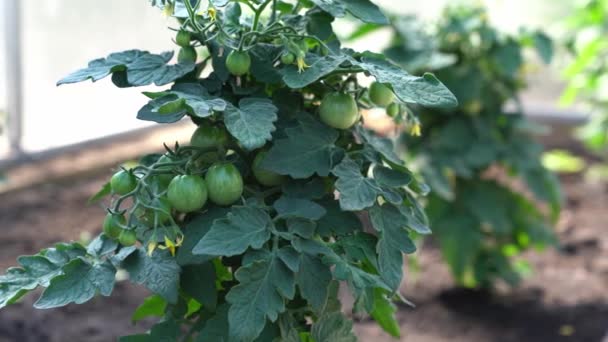 Körsbärstomater med gröna tomater i växthuset. Ekologiskt jordbruk, odling av unga tomatplantor i ett växthus. — Stockvideo