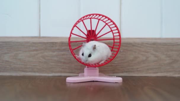 Seekor hamster Dzungaria pada roda pelatihan plastik. Sebuah kereta hamster pada roda berputar. — Stok Video