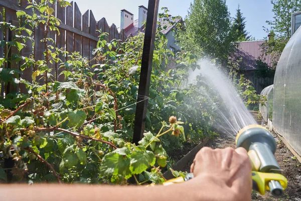 Bir adamın eli, basınç altında bitkilerin üzerine sulu bir solüsyon püskürtüyor. Bahçedeki ahududu çalılarını suluyorum. Bahçe konsepti — Stok fotoğraf